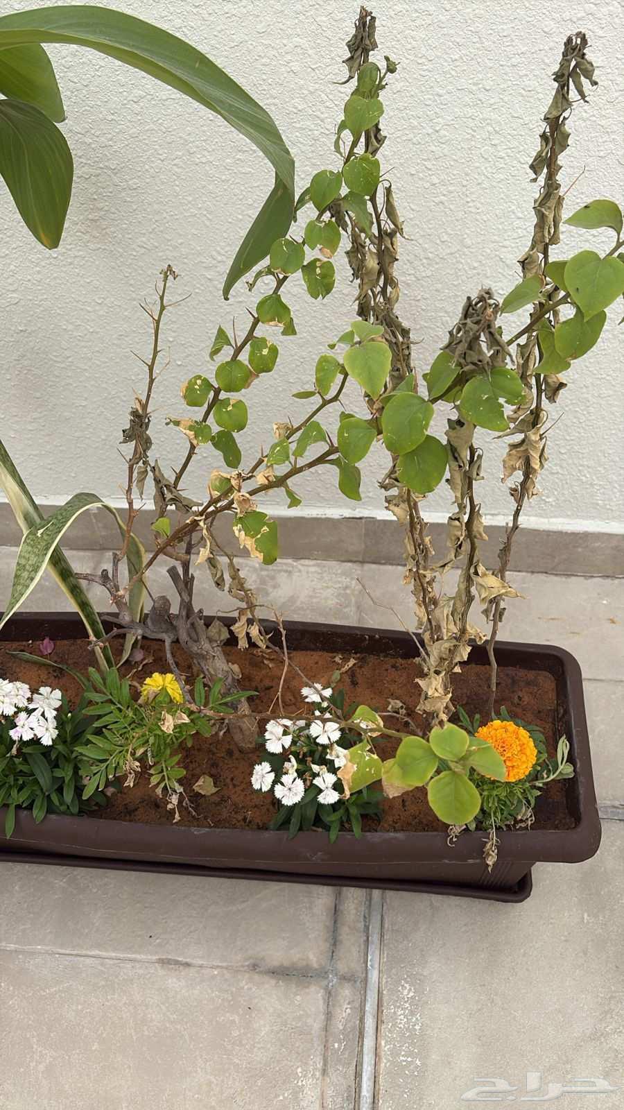 زراعة التيل الطبيعي بافضل الاسعار64534503053825114