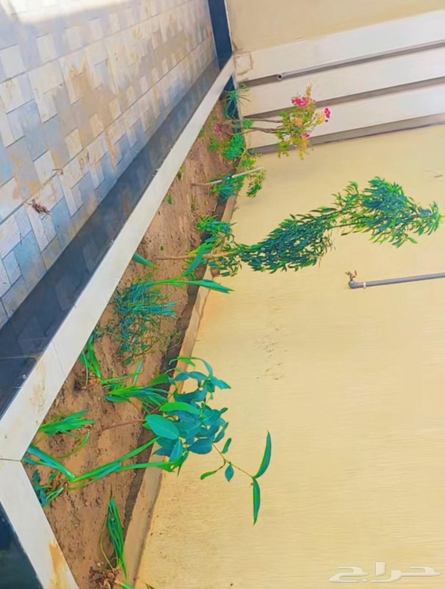 فني شلالات نوافير جلسات طولات احواض زراعية نقش جدران تصميم64525036964739110