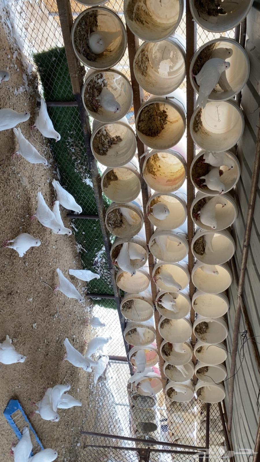 حمام سوبر جامبو الحجم الكبير وفيه حوالي 63 جوز64538832992258111