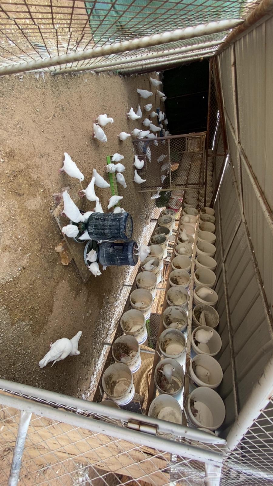 حمام سوبر جامبو الحجم الكبير وفيه حوالي 63 جوز64538832992258112