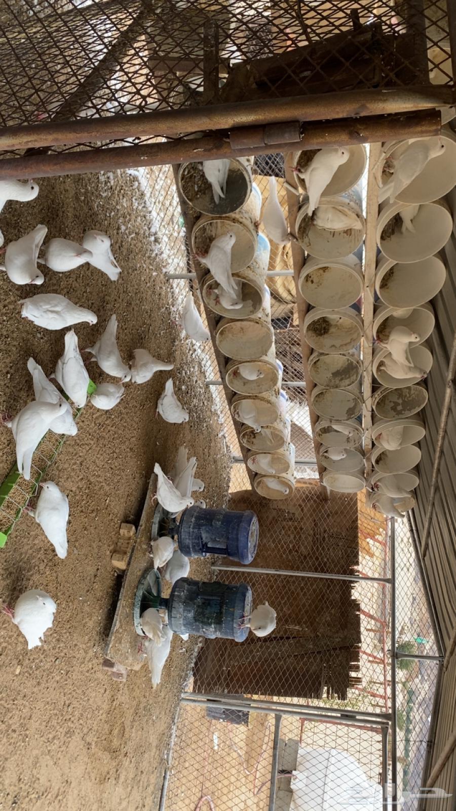 حمام سوبر جامبو الحجم الكبير وفيه حوالي 63 جوز64538832992258110