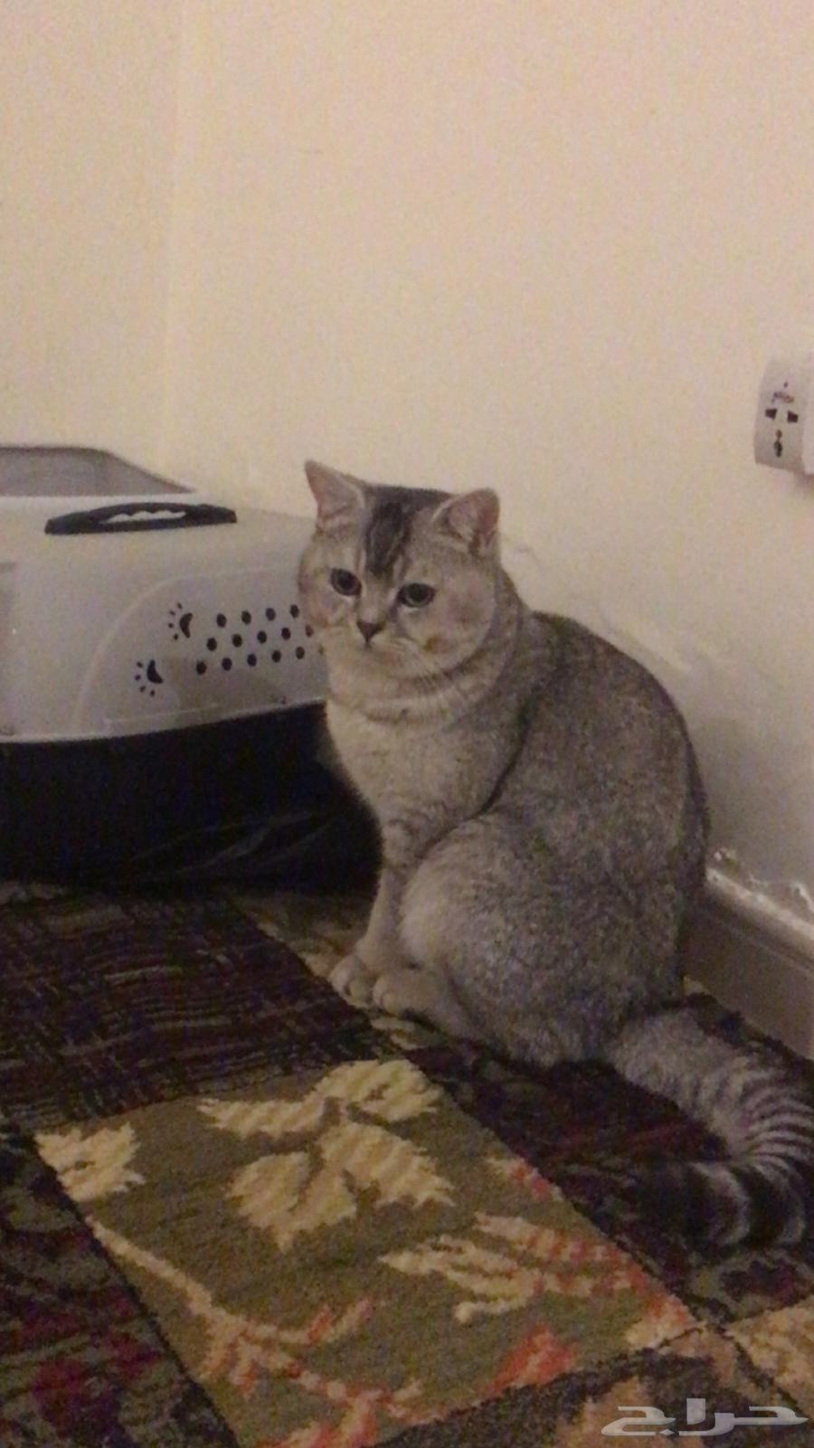 فندقة قطط والأرانب بجدة الصفا64534536526081111