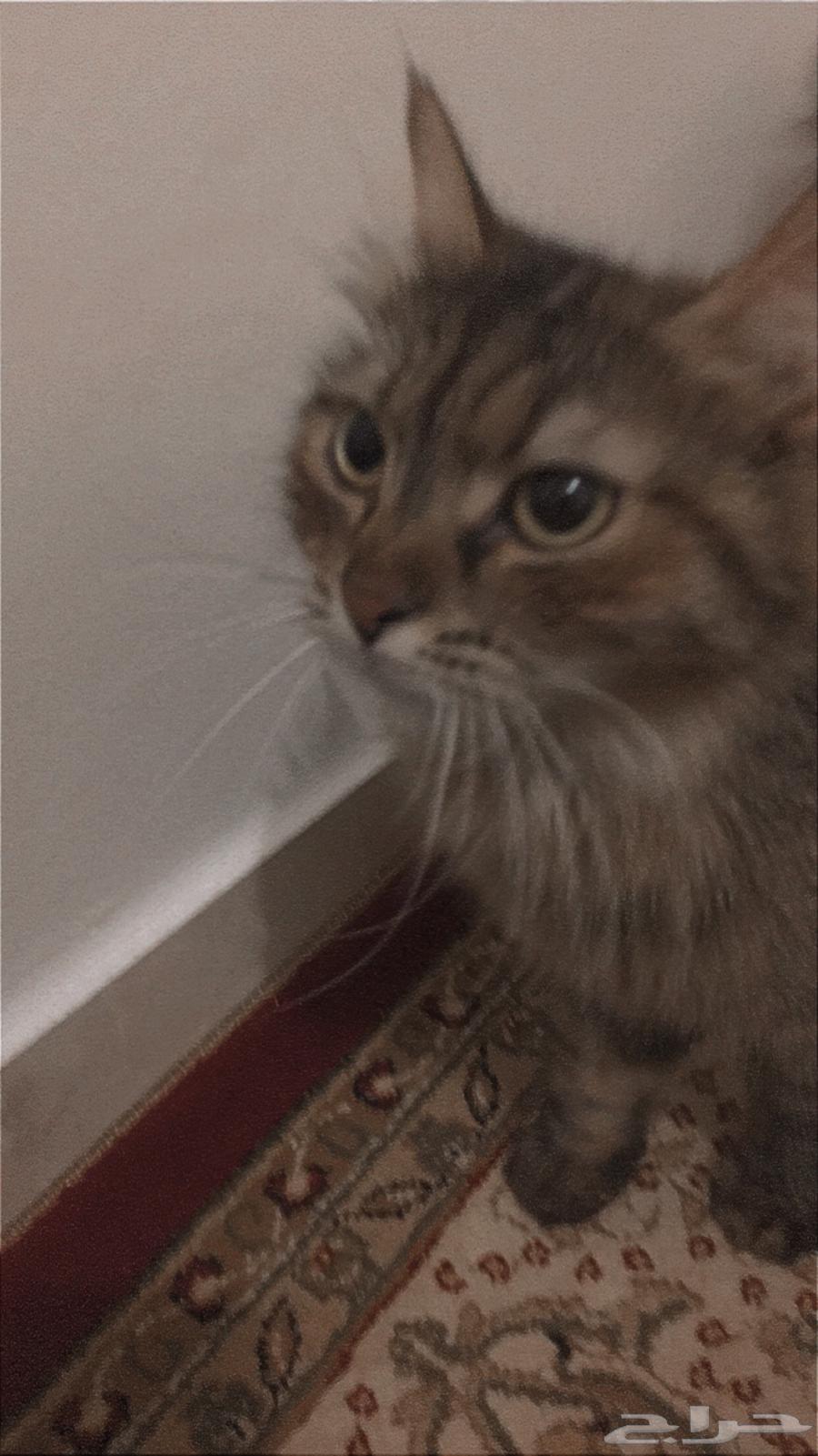 فندقة قطط والأرانب بجدة الصفا64534536526081112