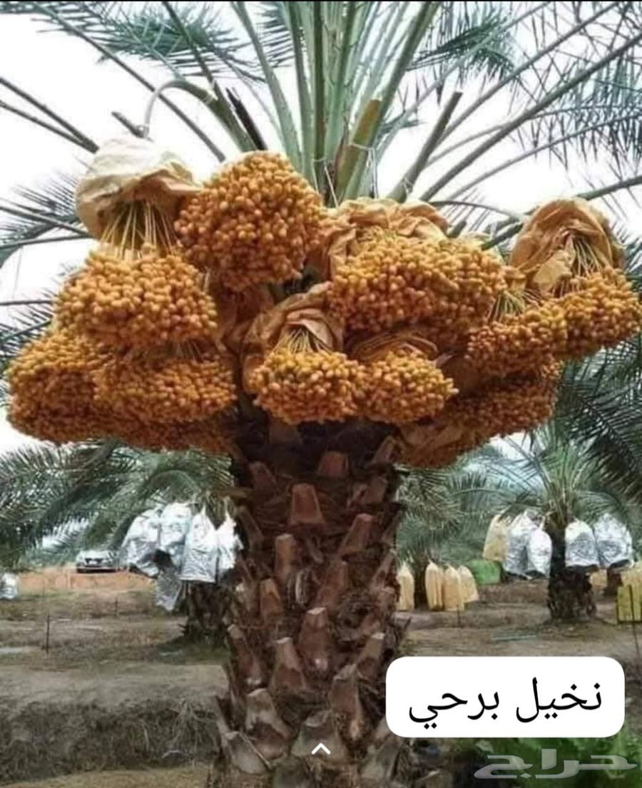 تكريب نخيل بلدي ونخيل واشنطن وقص اشجار64538722334339110