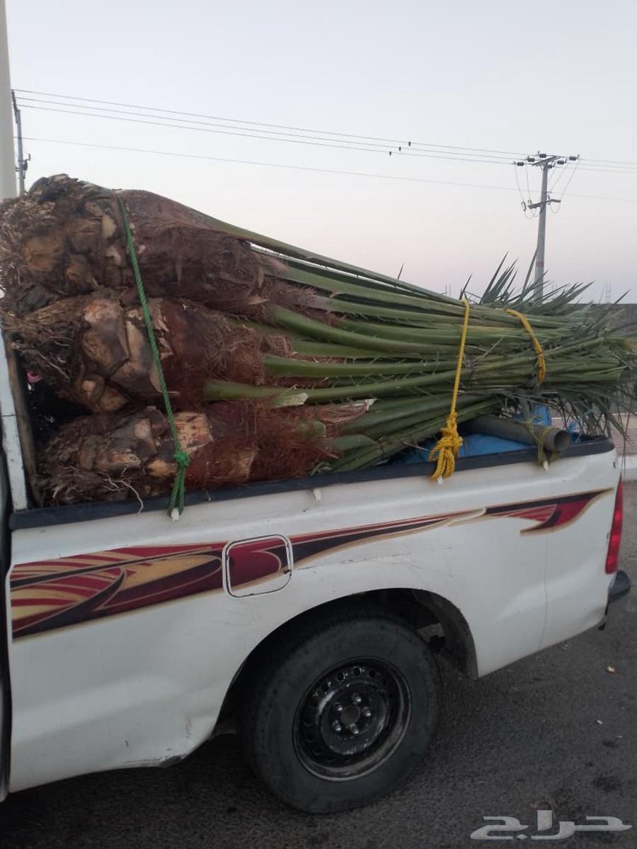 We have palm trees and farm net installation64545491495043110