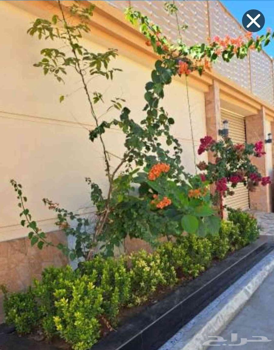 تنسيق حدائق شبكات ري جميع انواع النخيل64538674488449113