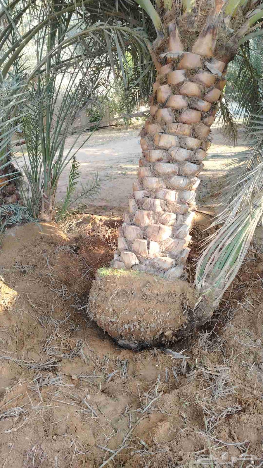 قشع واركز جميع انواع النخيل والأشجار64538794576899110