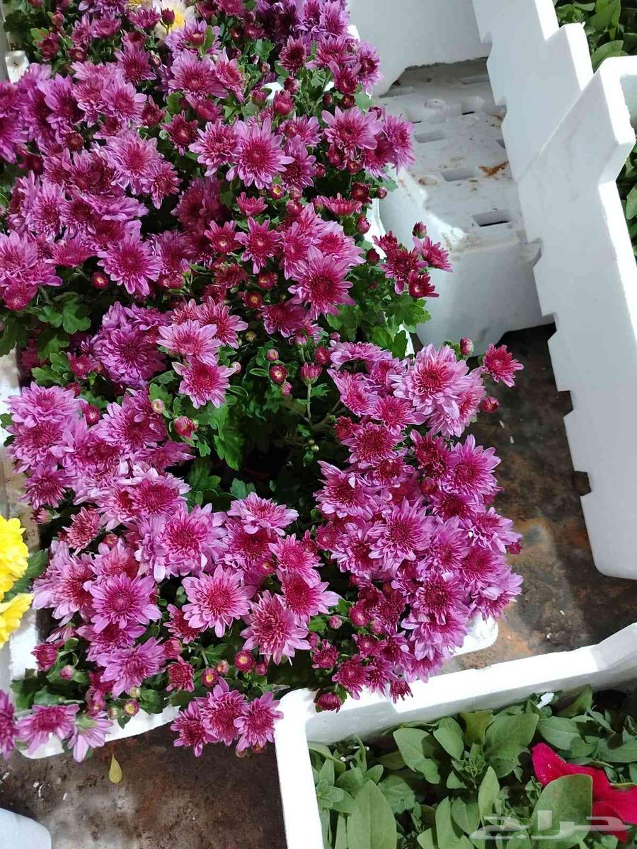 Landscaping and planting Washingtonia and Arabian palm trees, as well as natural and artificial grass, and installing irrigation systems64538833818626111