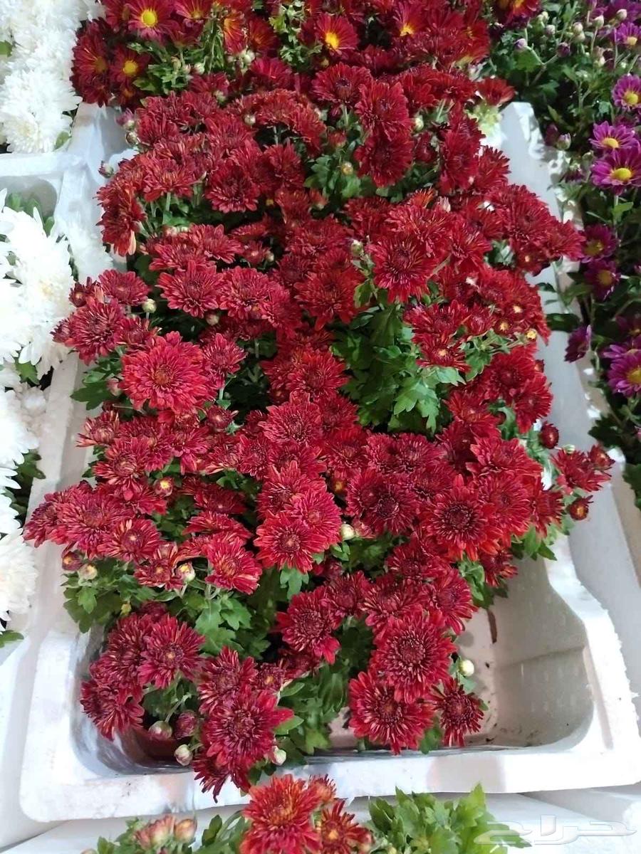 Landscaping and planting Washingtonia and Arabian palm trees, as well as natural and artificial grass, and installing irrigation systems64538833818626112