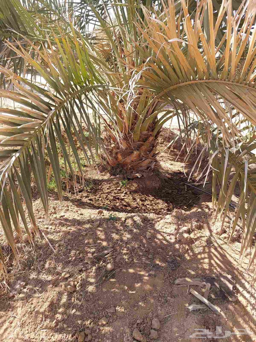 قشع واركز جميع انواع النخيل والأشجار64538794576899111