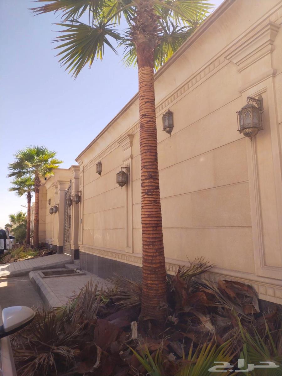 Pruning of Arabian and Shantani palm trees and trimming of fronds, all palm tree works64545523393793113