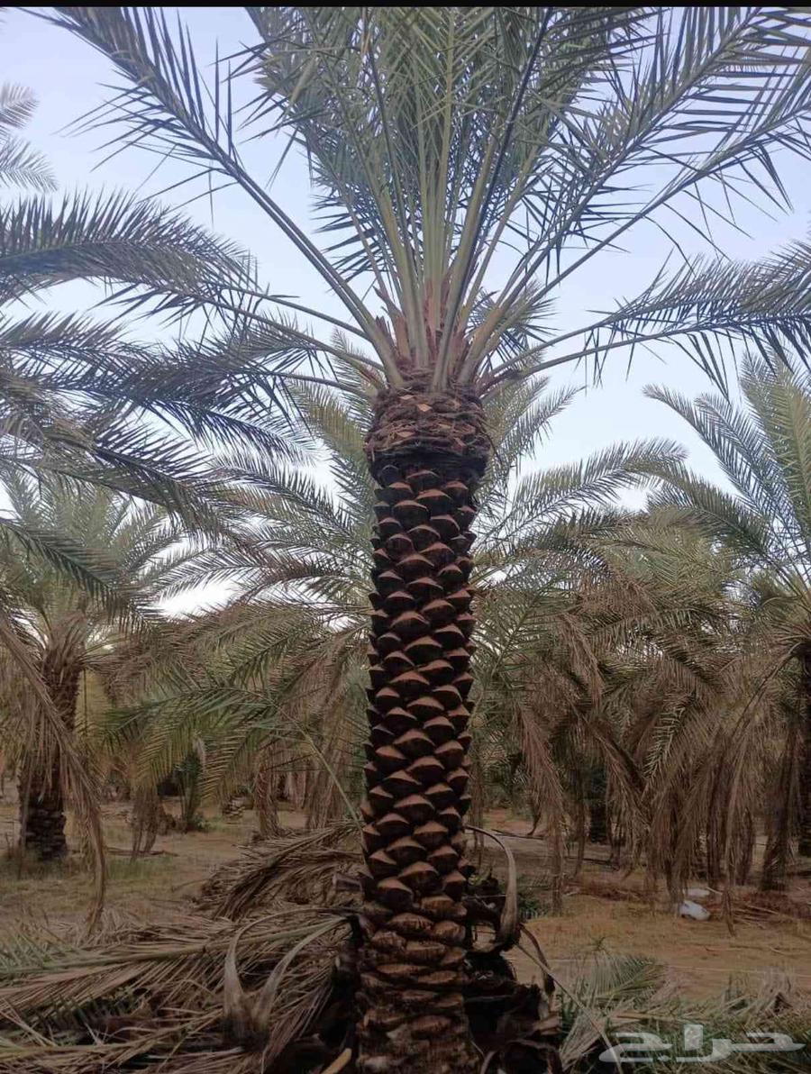 مقاول توريد جميع انواع النخيل64545524460034113