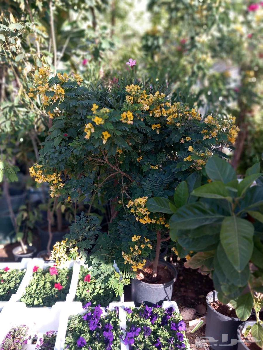 مشتل تنسيق حدائق ربيع الزهور64538778662659110