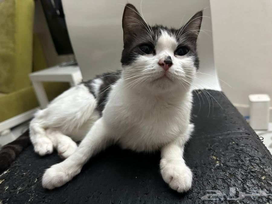 3 قطط للتبني جده64538643050115111