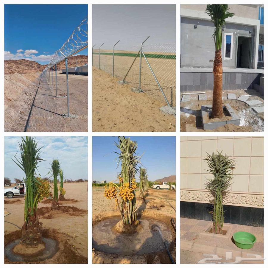 We have palm trees and farm net installation64545491495043111