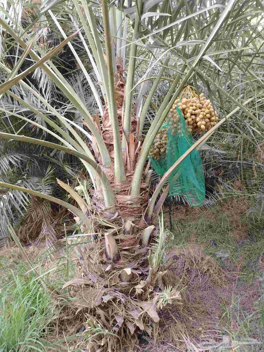 قشع واركز جميع انواع النخيل والأشجار64538794576899113