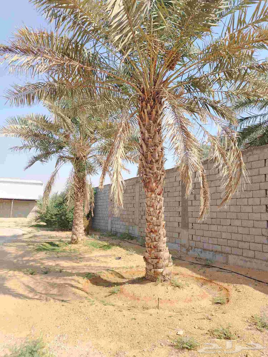 قشع واركز جميع انواع النخيل والأشجار64538794576899112