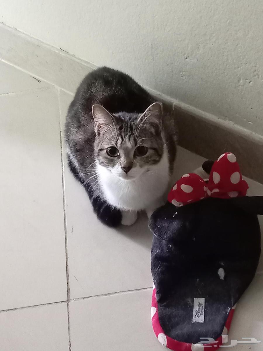 3 قطط للتبني جده64538643050115112