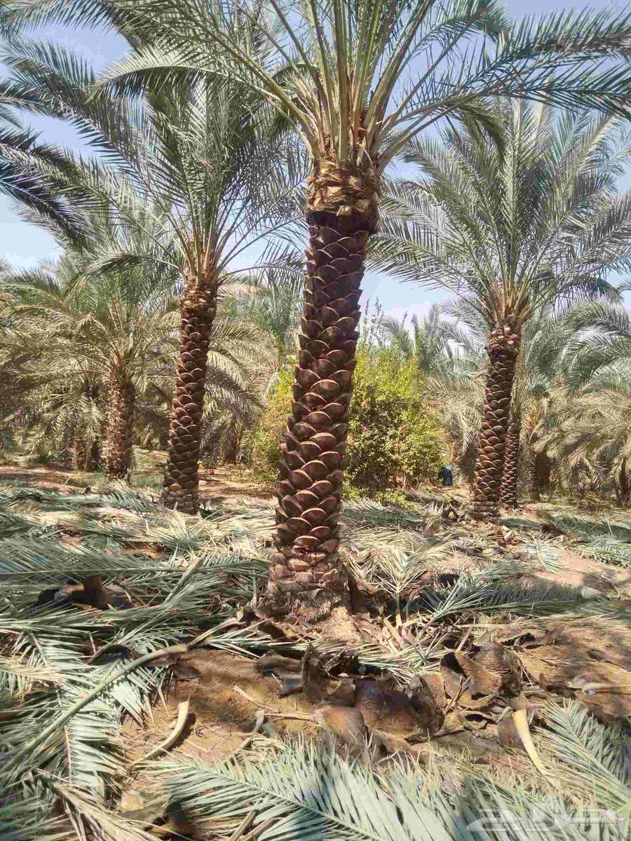 Pruning of Arabian and Shantani palm trees and trimming of fronds, all palm tree works64545523393793110