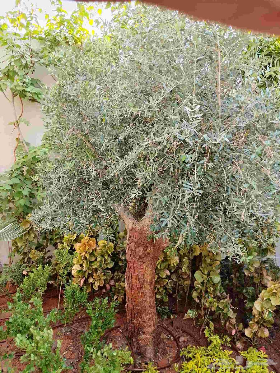 Landscape Design64562838900099110