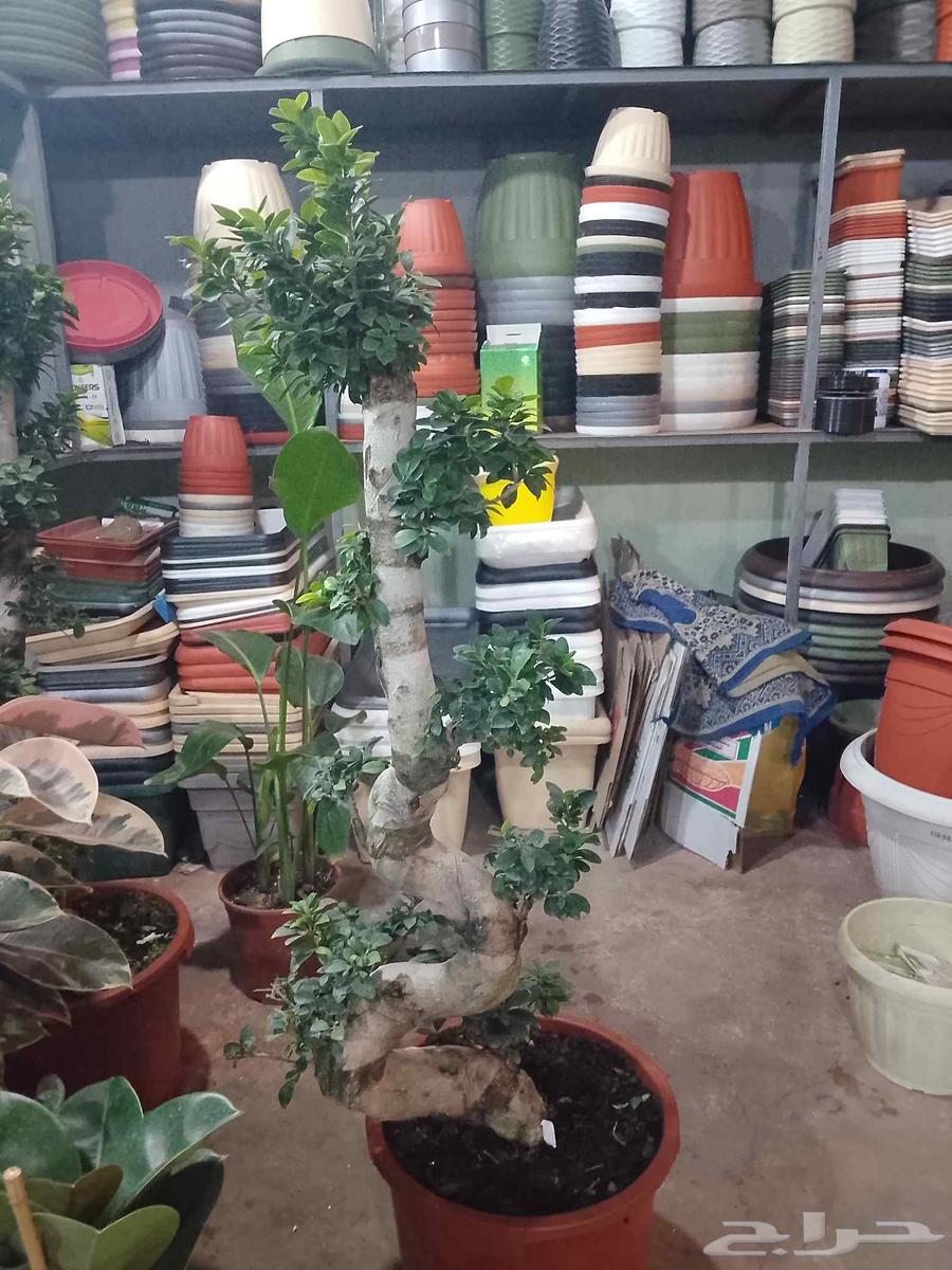 Landscape Design64562838900099112