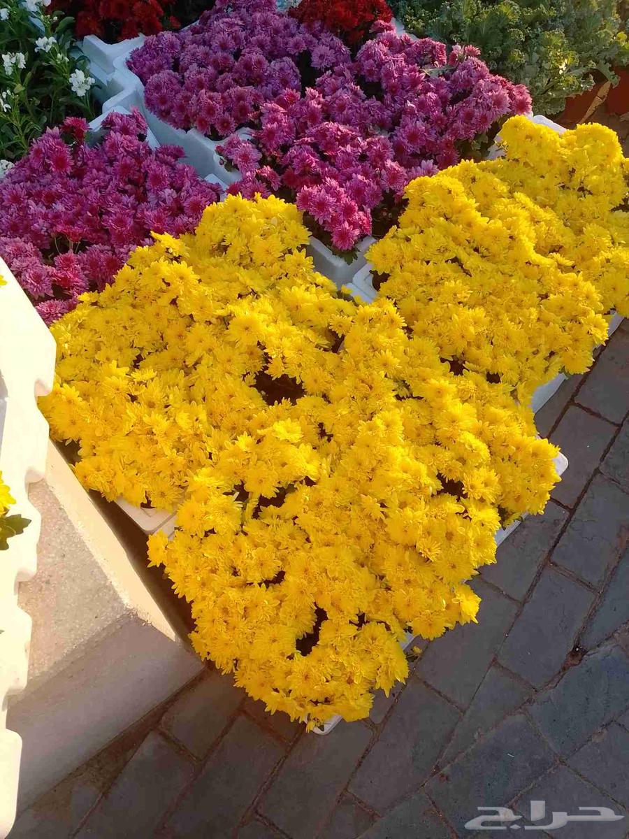 Landscape Design64562838900099114