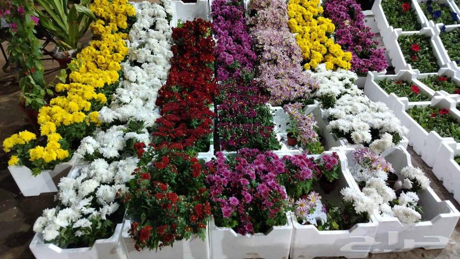 Landscaping and planting Washingtonia and Arabian palm trees, as well as natural and artificial grass, and installing irrigation systems64538833818626110