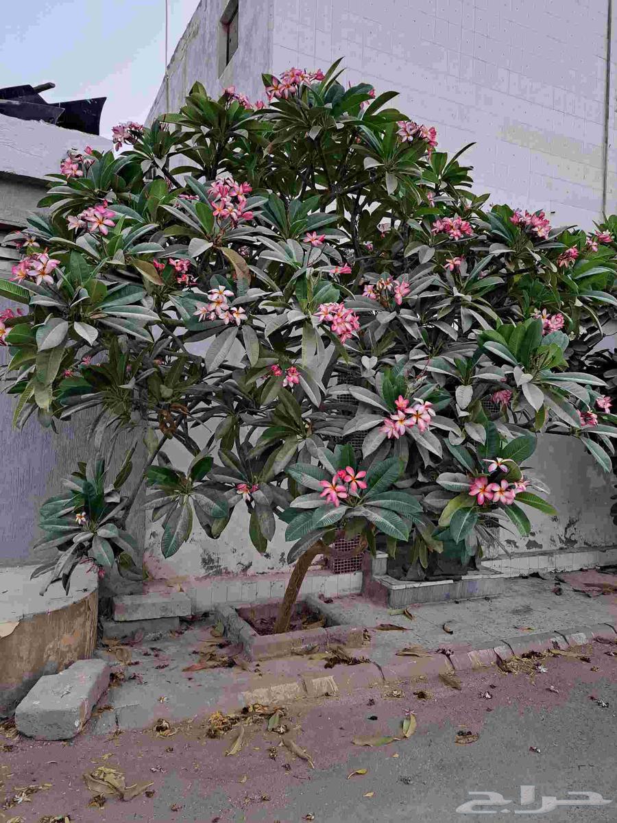 تنسيق حدائق شبكات ري جميع انواع النخيل64538674488449112