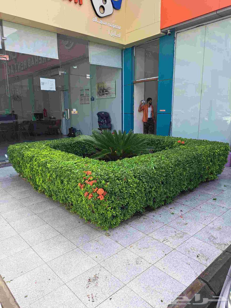 تنسيق حدائق شبكات ري جميع انواع النخيل64538674488449110