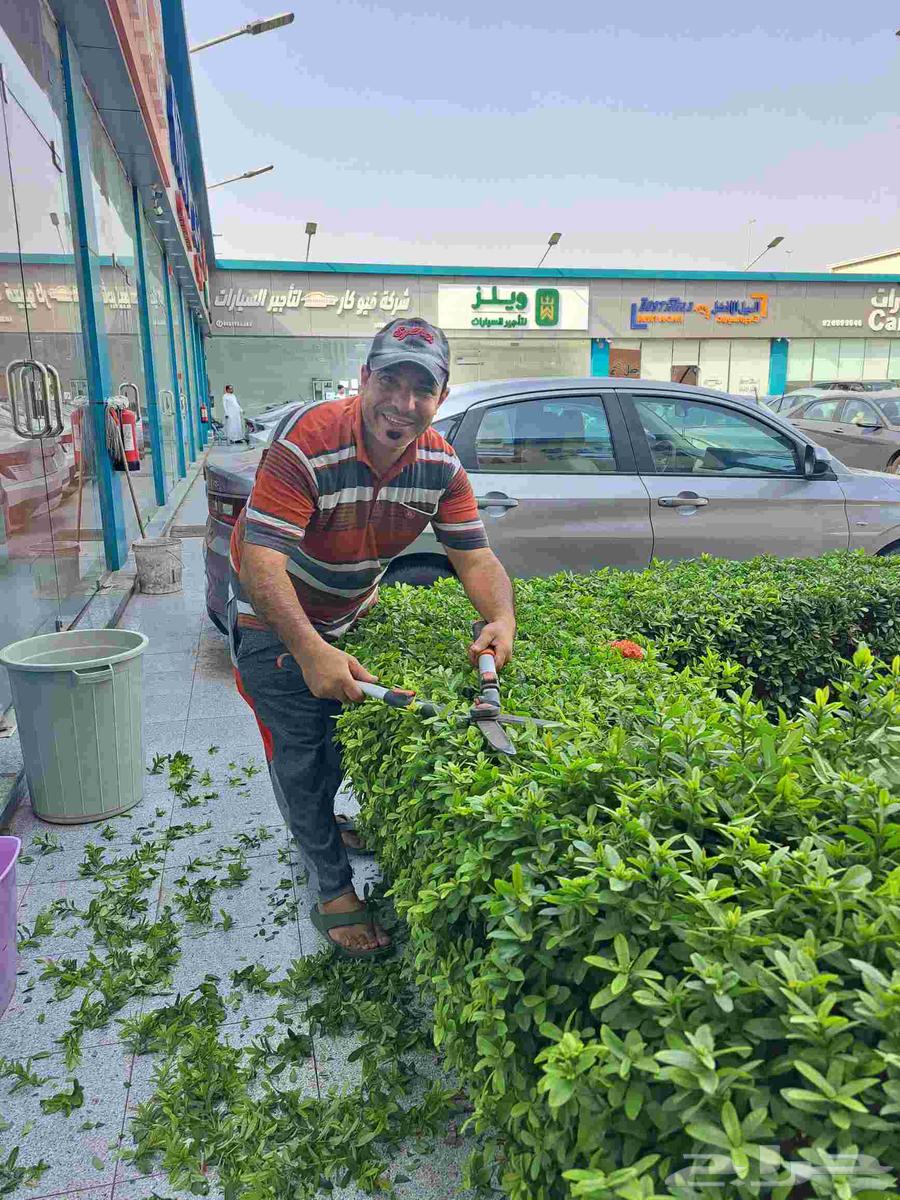 تنسيق حدائق شبكات ري جميع انواع النخيل64538674488449111