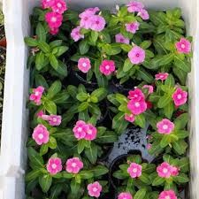 زراعه.قص وتزيين وتقليم اشجار ونخل ونجيل .تكريب نخل64538722492033114