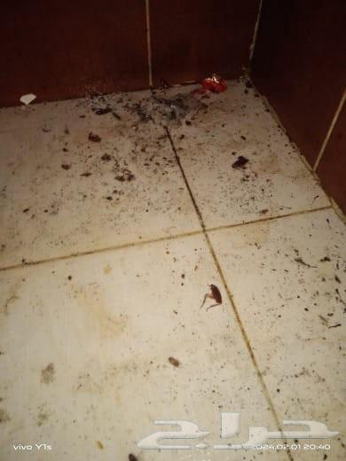 شركه تنظيف كنب بالبخار تنظيف وعزل الخزانات مكافحه حشرات بمكه64582214664067113