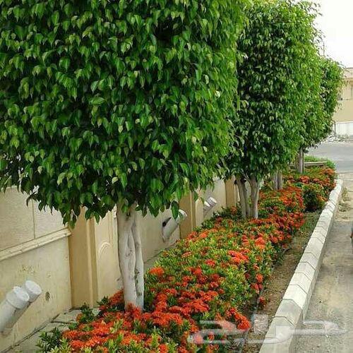 معلم اص شجر وتنظيف وانواع الزراعه64538705989506110