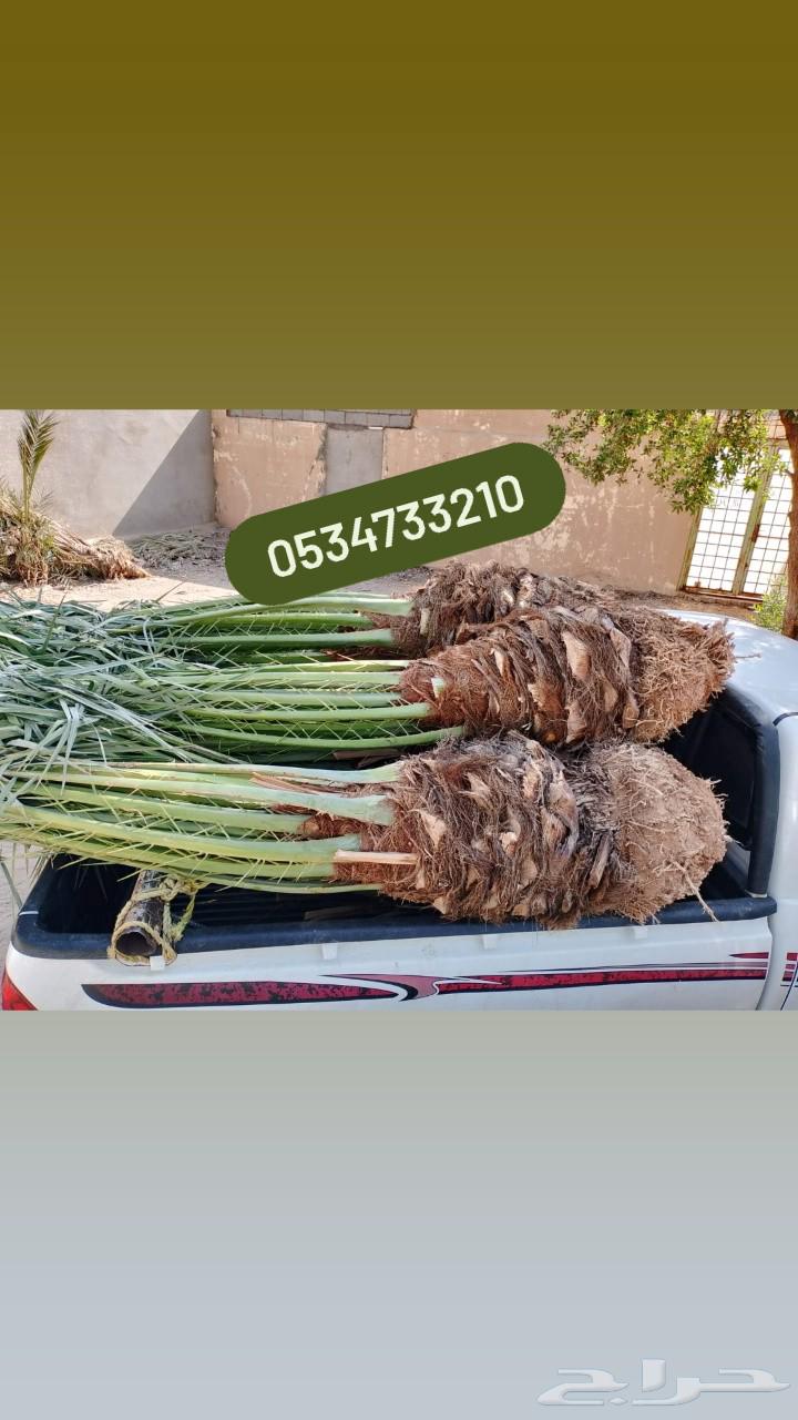 مقول شبوك وجميع انواع نخيل والمزارع الحداده64538761405826110