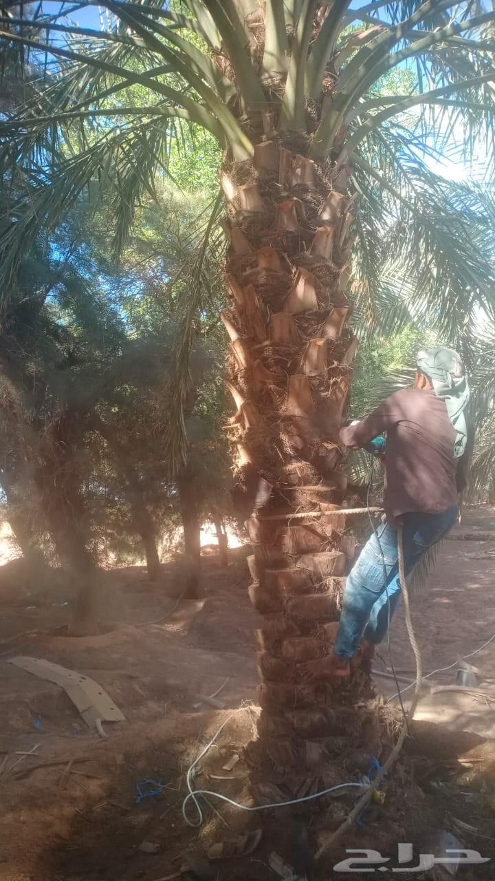 جميع اشغال النخيل64545474801026110