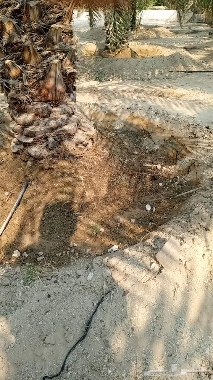 لجميع اعمال النخيل والبنيان الحجر والشبوك بجميع انواعها64538816135426110