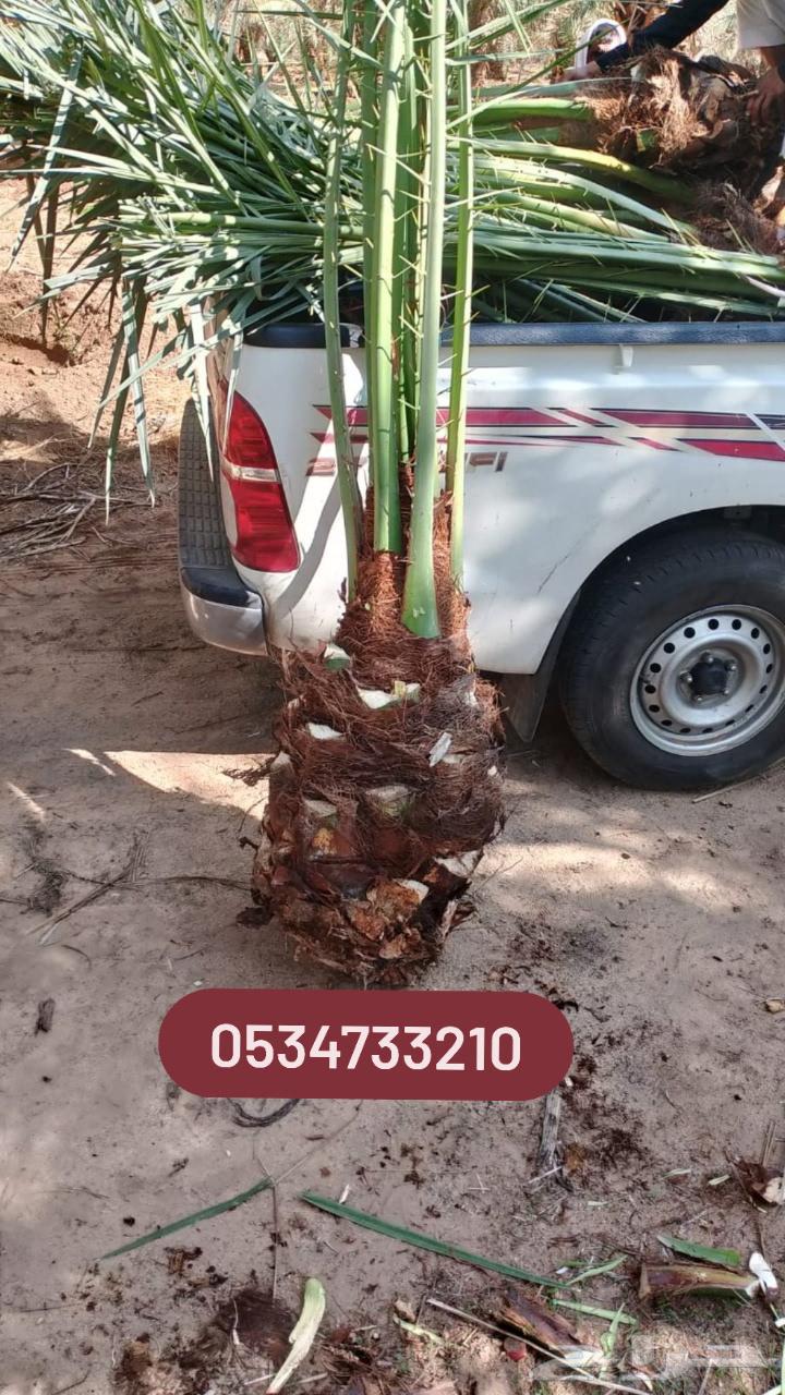 مقول شبوك وجميع انواع نخيل والمزارع الحداده64538761405826112