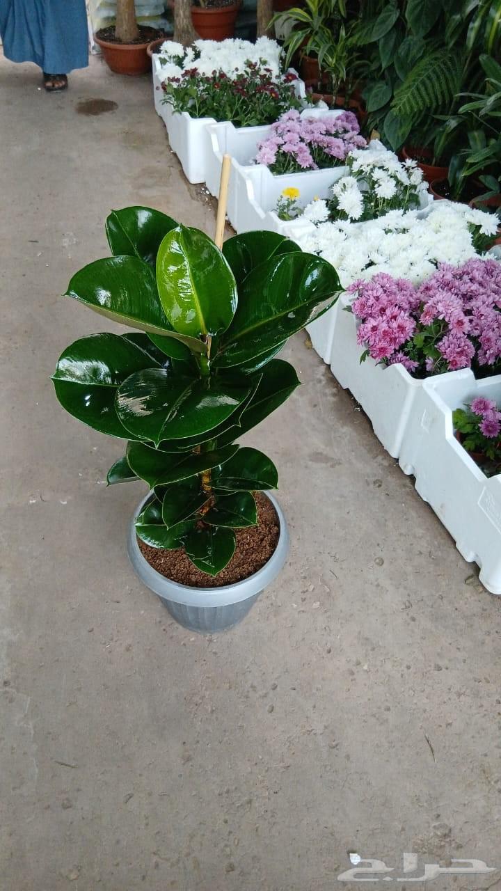 Landscape Design64562838900099113