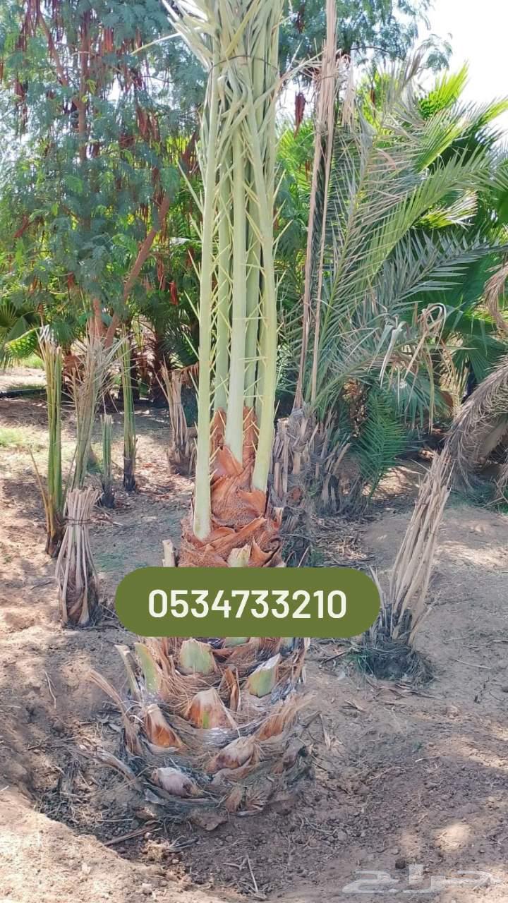 مقول شبوك وجميع انواع نخيل والمزارع الحداده64538761405826111