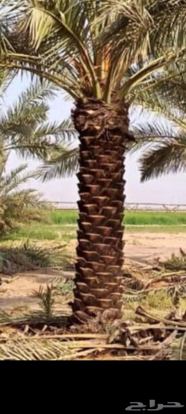 Pruning of Arabian and Shantani palm trees and trimming of fronds, all palm tree works64545523393793114
