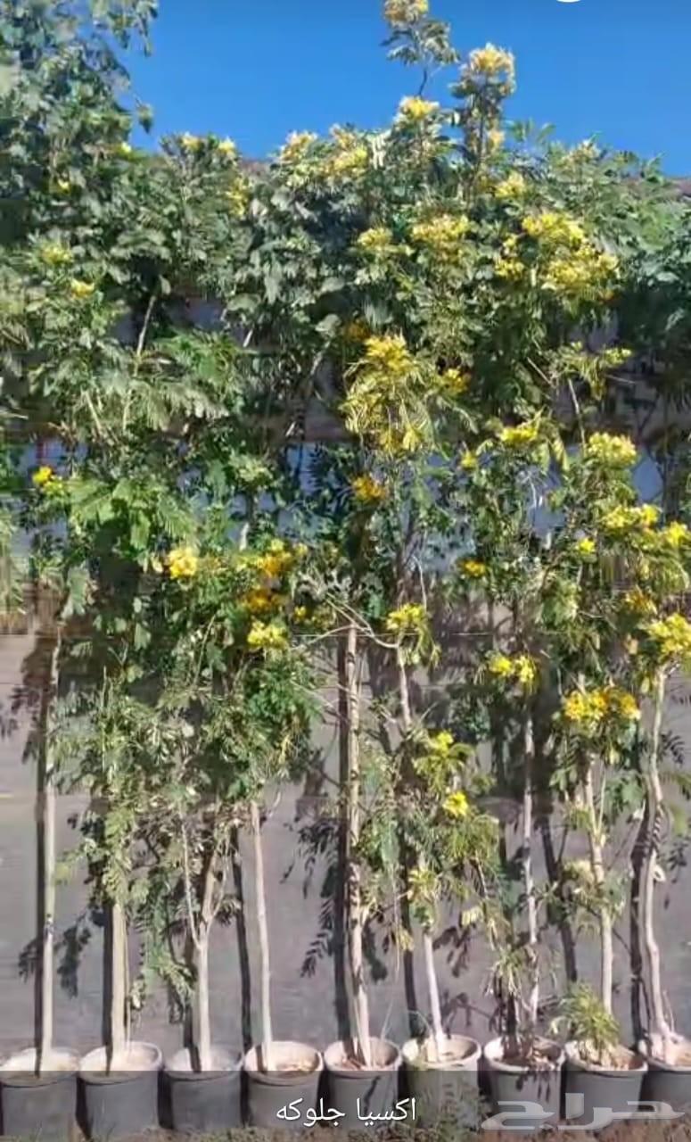 تكريب نخيل بلدي ونخيل واشنطن وقص اشجار64538722334339112