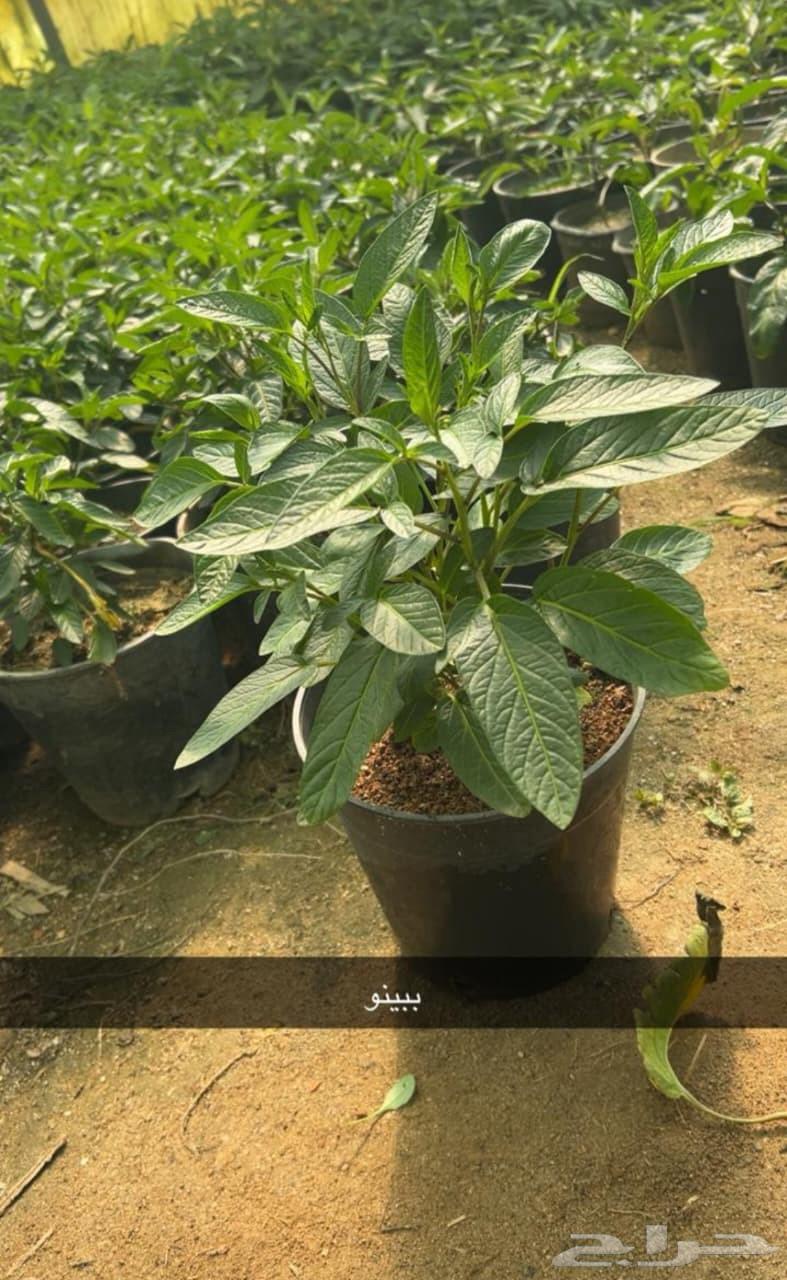 تكريب نخيل بلدي ونخيل واشنطن وقص اشجار64538722334339111