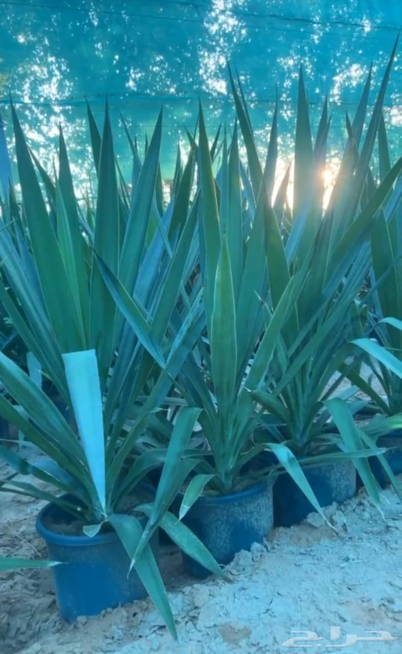 تكريب نخيل بلدي ونخيل واشنطن وقص اشجار64538722334339113