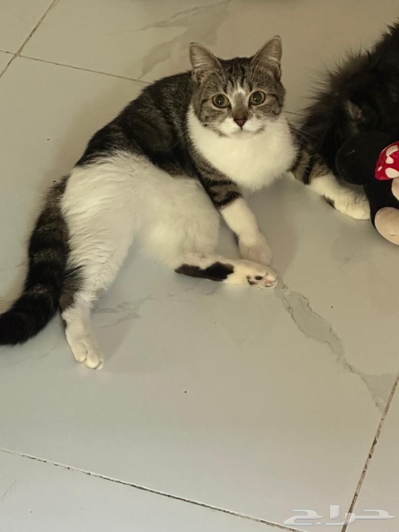 3 قطط للتبني جده64538643050115113