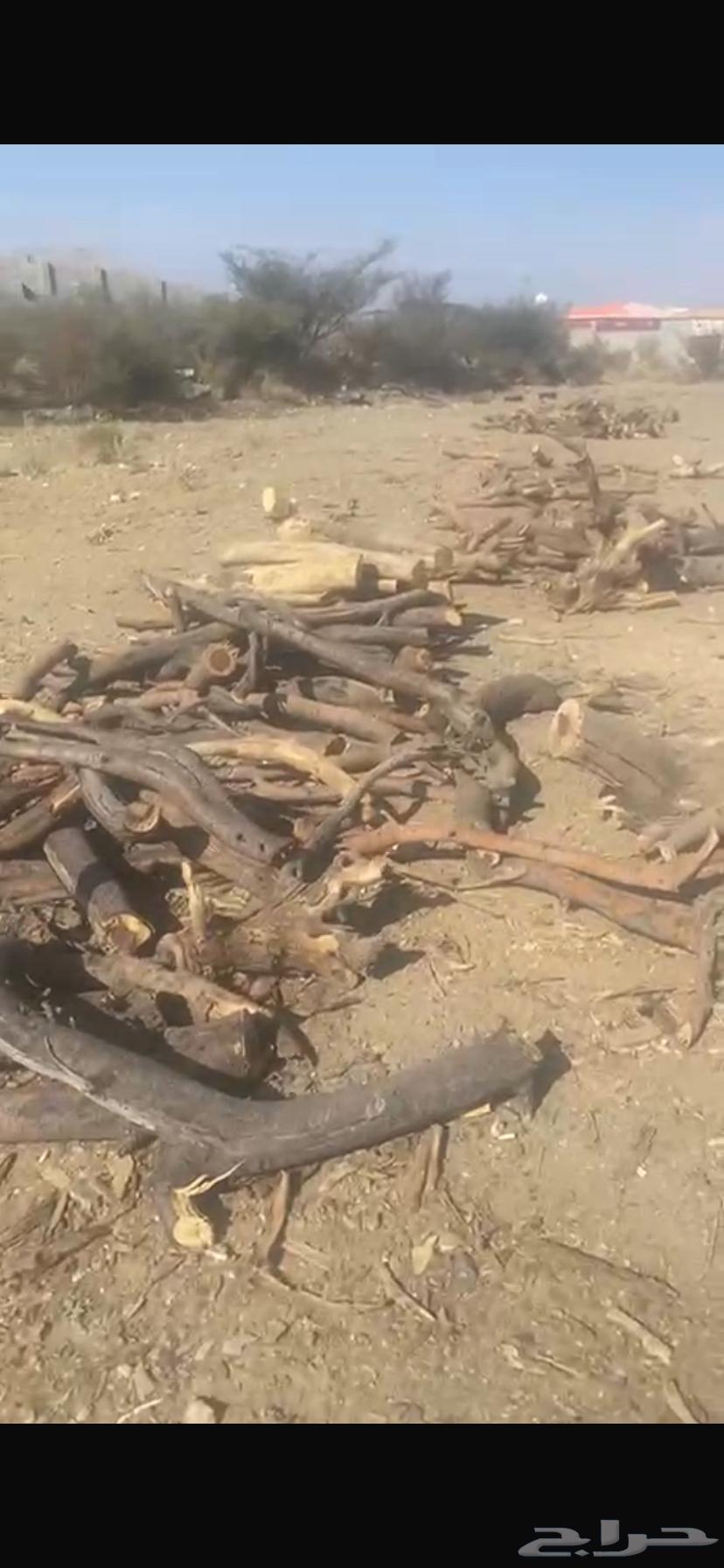 موجود حطب مستورد النوع سمر موجود توصيل المشوار64538777302147112