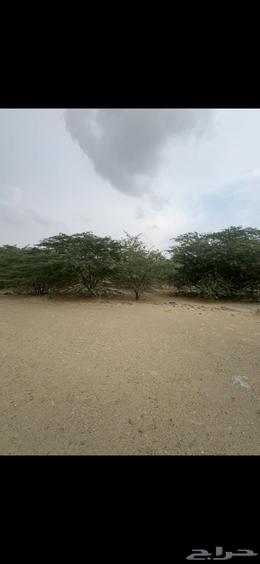 Prince's plan 9 B, the third square entrance is flat like a palm64538642606466111