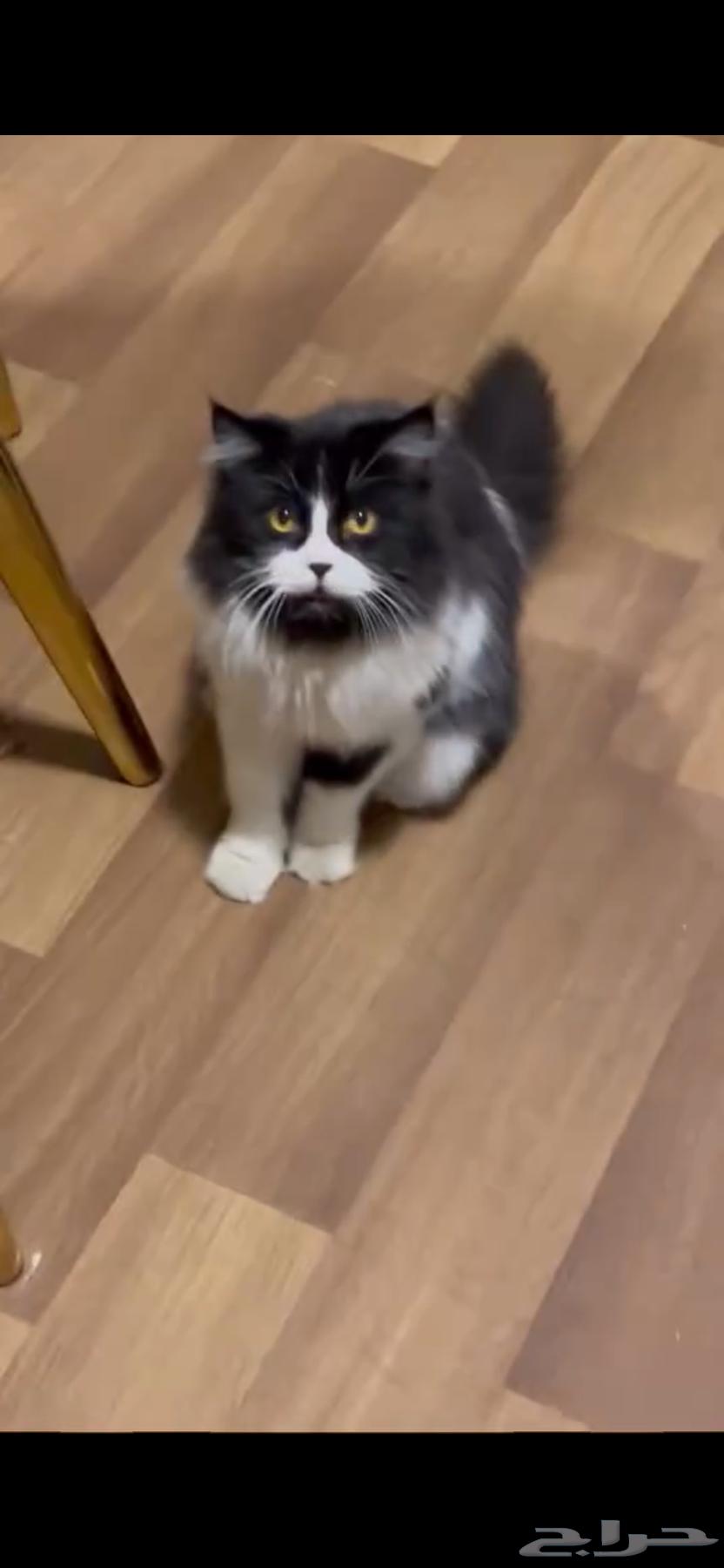 Cat for adoption, one year old, clean, located in Abha64545403102210110