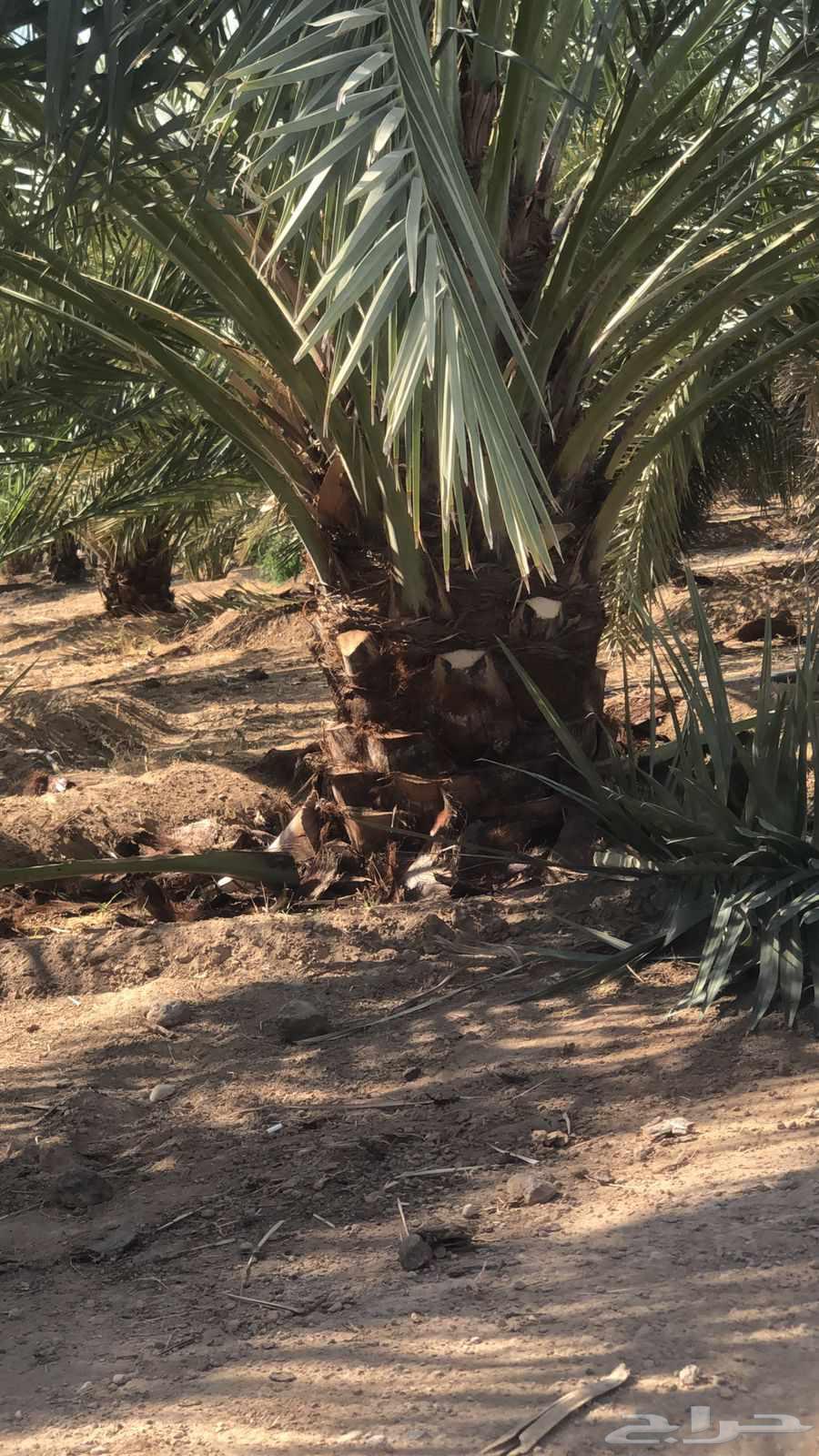 جميع اشغال النخيل64545474801026114