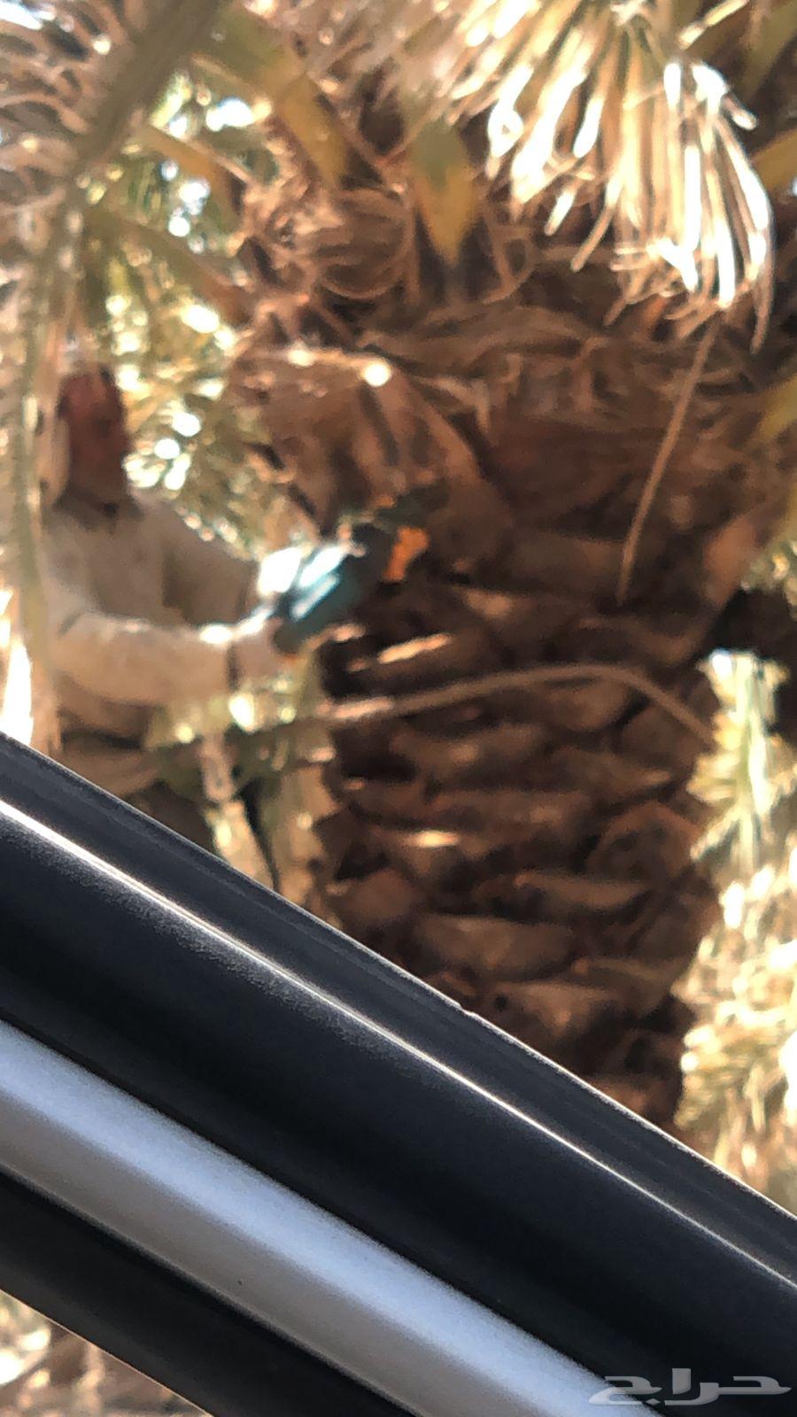 جميع اشغال النخيل64545474801026113