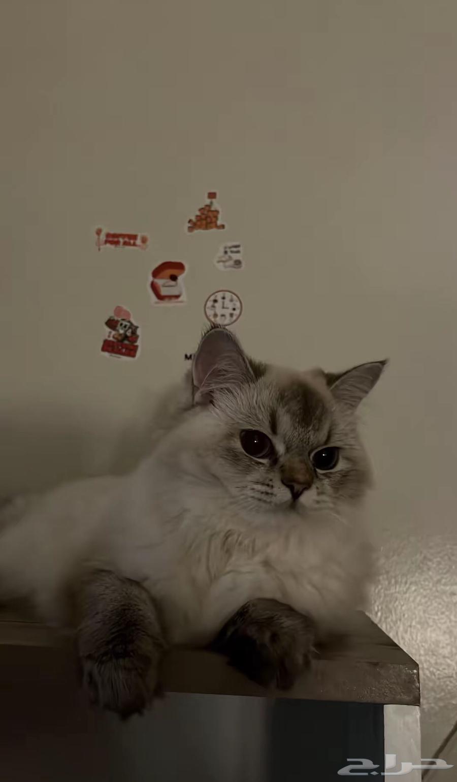 فندقة قطط والأرانب بجدة الصفا64534536526081110